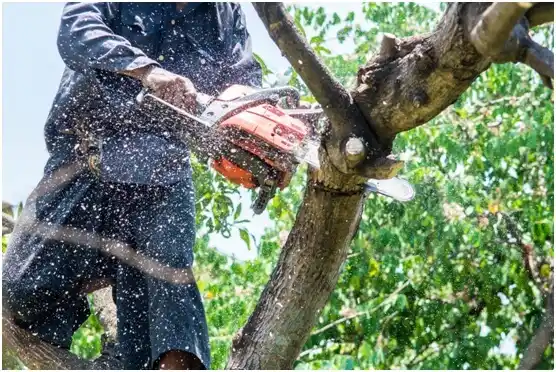 tree services Harriman